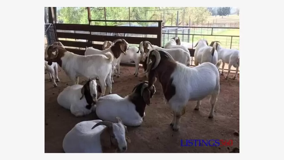 100% Full Blood Boer Goats Whats-app:+254-782-269-978